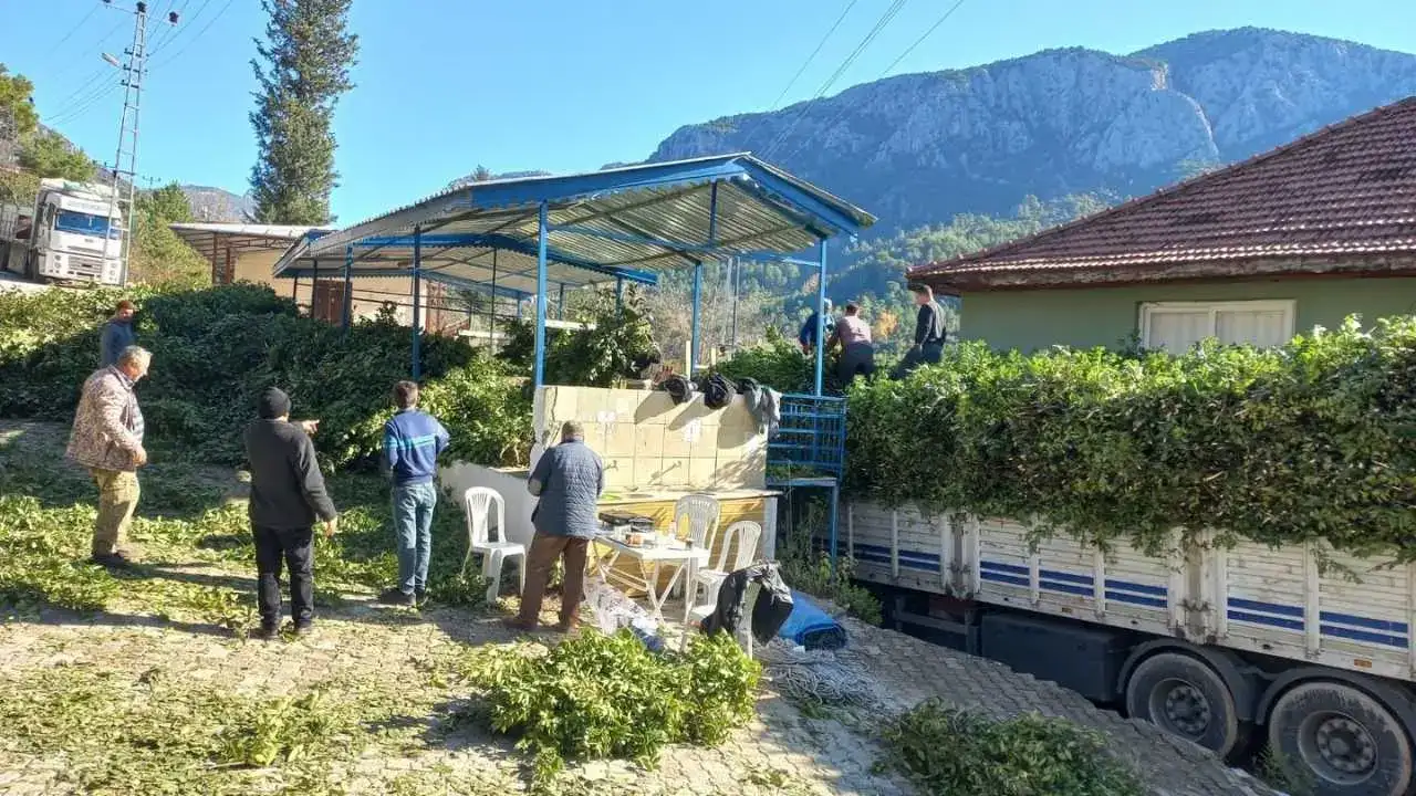 Defne Yaprağı Altın Gibi Kazandırıyor! 8